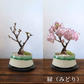 【予約販売】旭山桜盆栽