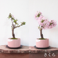 【予約販売】旭山桜盆栽