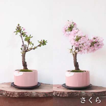 【予約販売】旭山桜盆栽