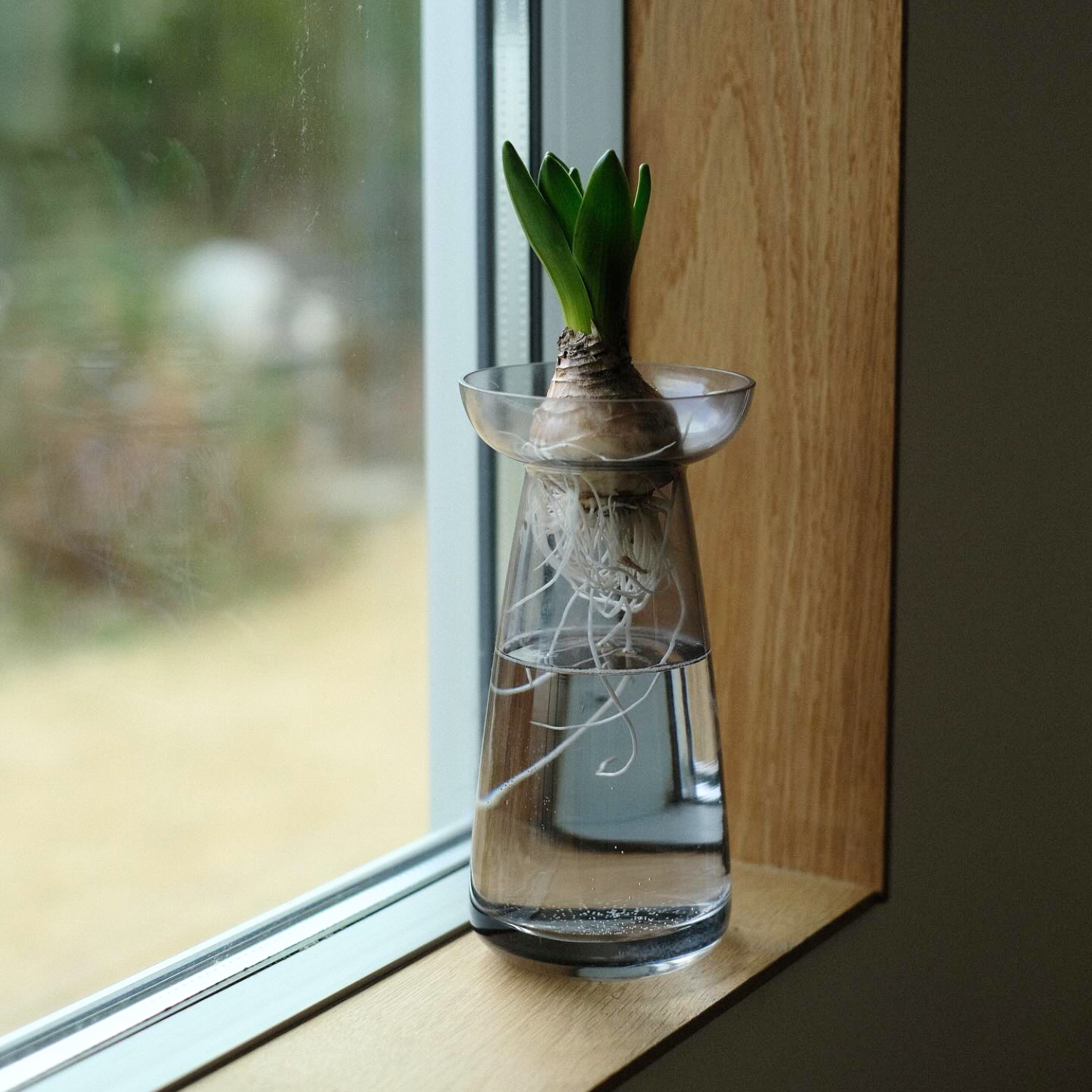 ラッパ型球根ベース Lサイズ