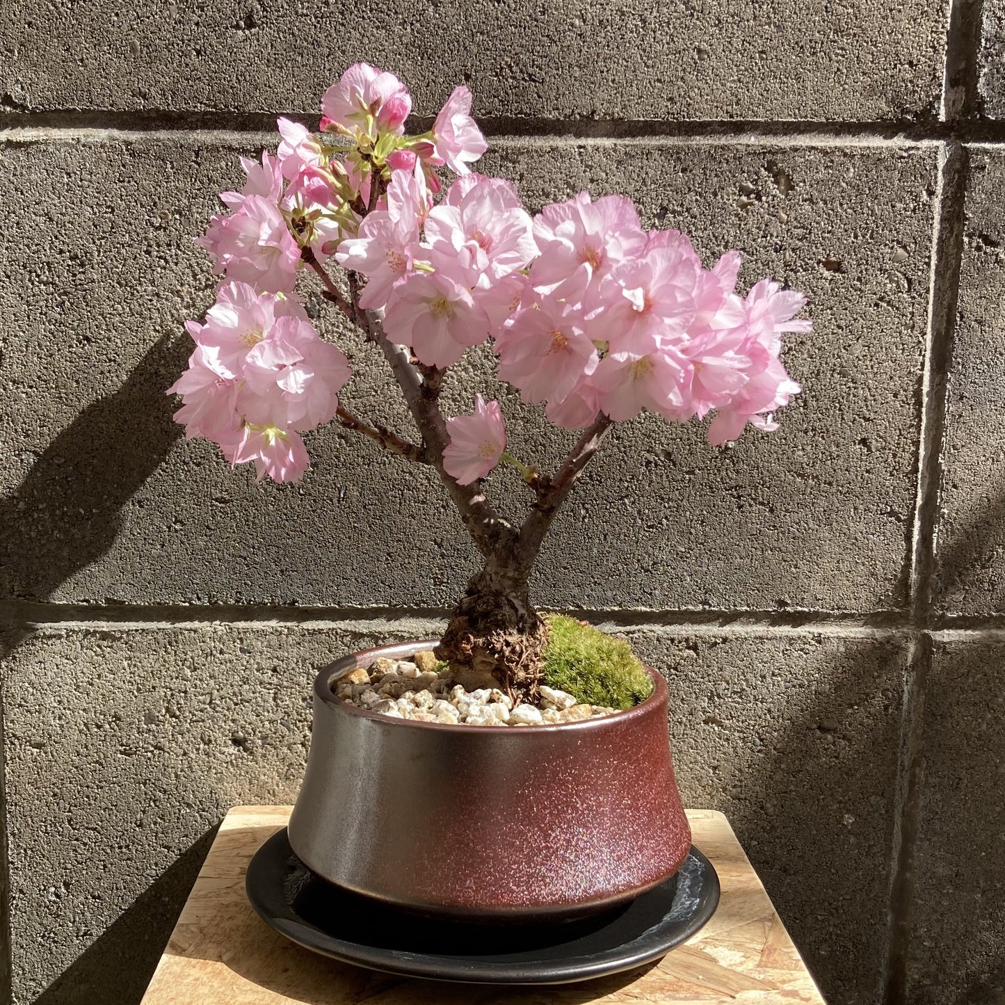 旭山桜盆栽