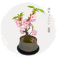 【予約受付中】旭山桜盆栽