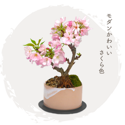【予約受付中】旭山桜盆栽