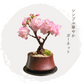 旭山桜盆栽
