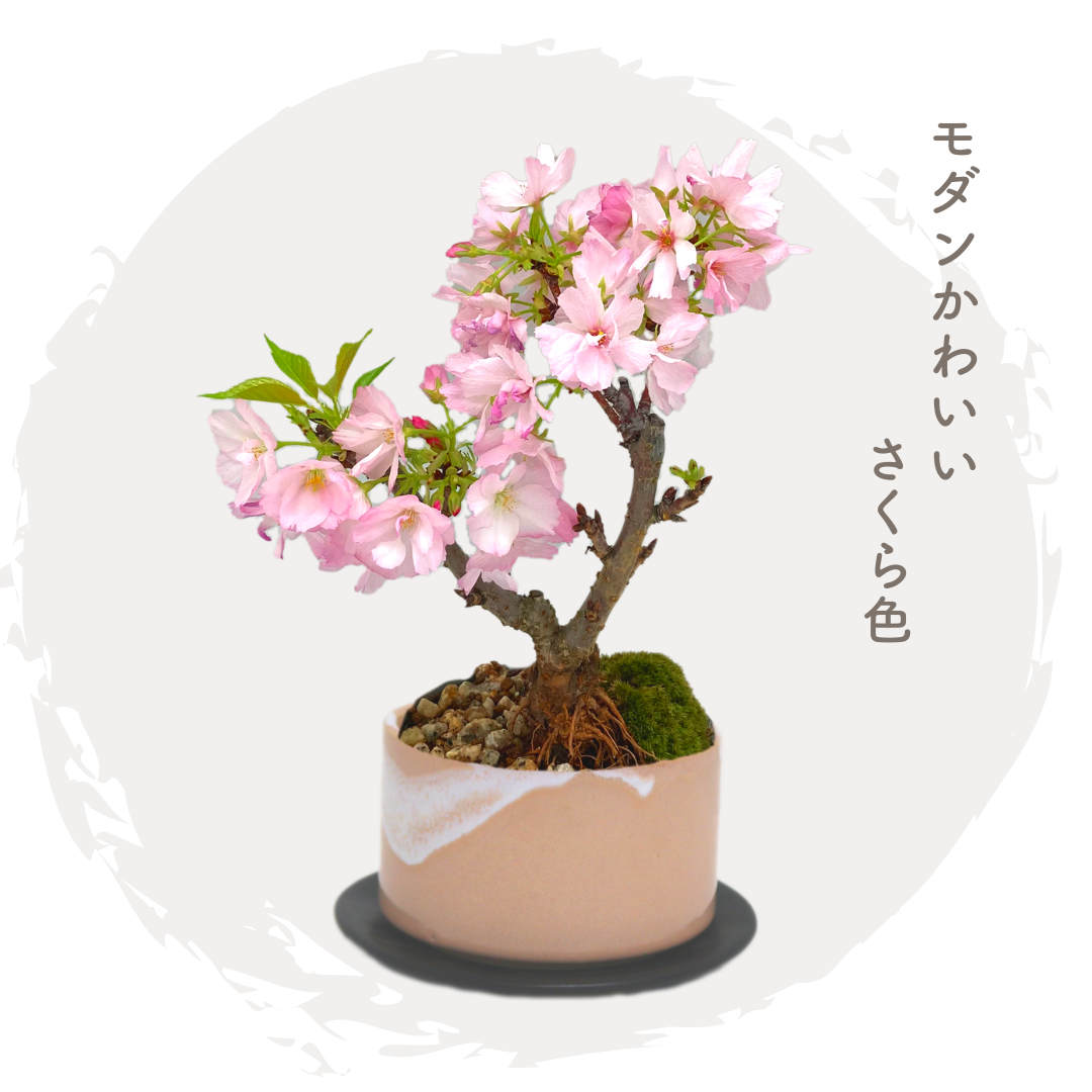 旭山桜盆栽