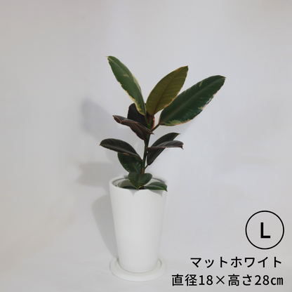 にんじんさん丸　Lサイズ