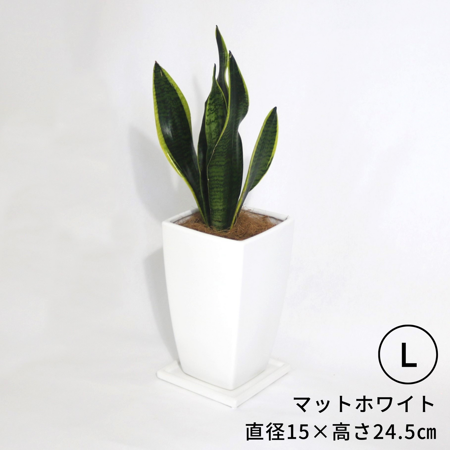にんじんさん四角 Lサイズ