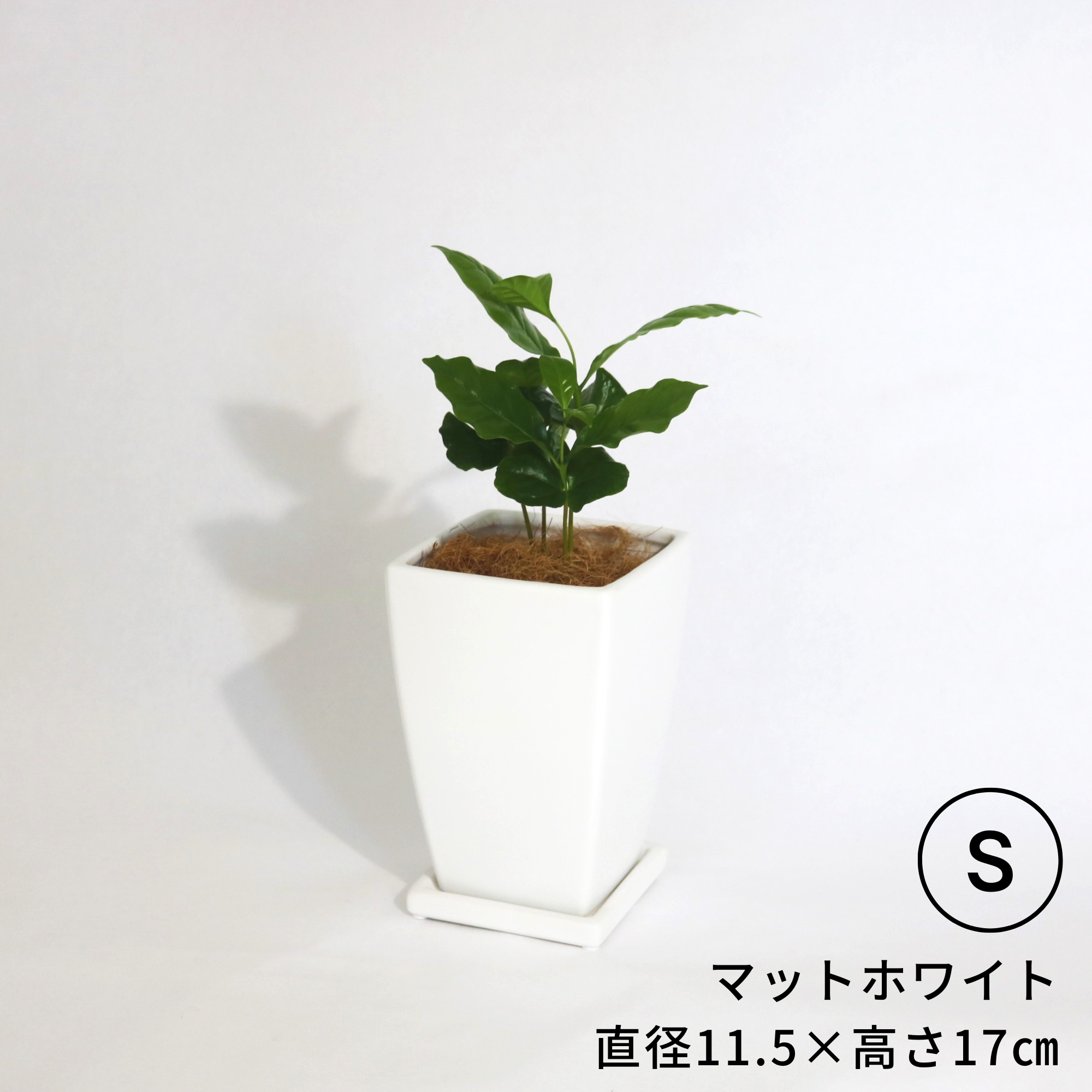 植木鉢｜中型｜白色｜多肉植物｜にんじんさん四角_S＠鉢の専門店