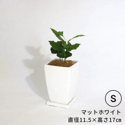 にんじんさん四角　Sサイズ