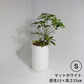 のっぽな円柱さん　Ｓサイズ