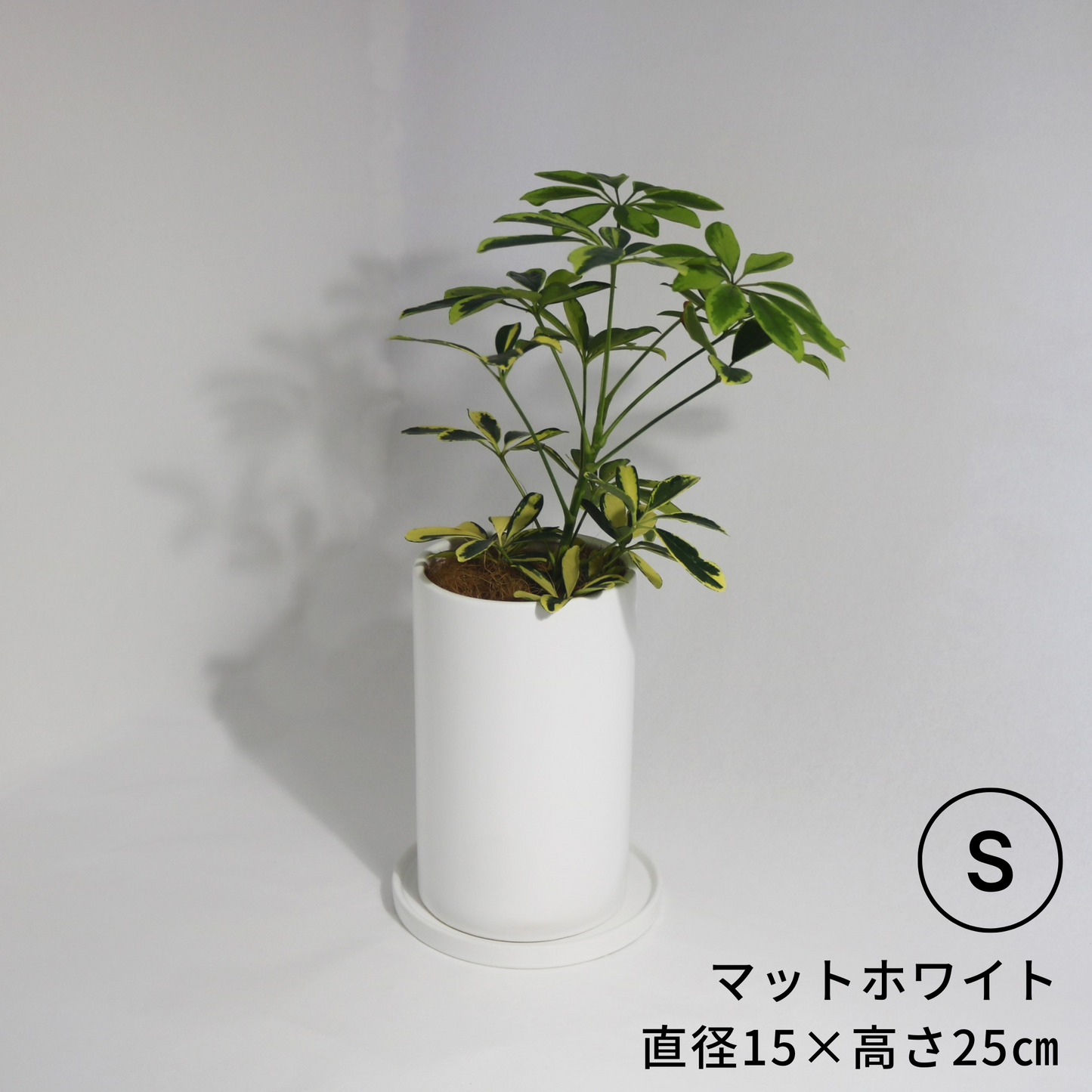 のっぽな円柱さん　Ｓサイズ