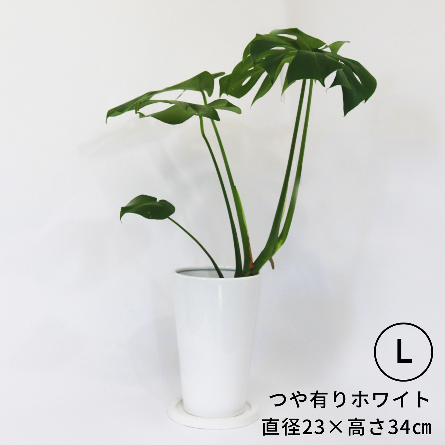ホームページ