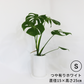 のっぽな円柱さん　Ｓサイズ