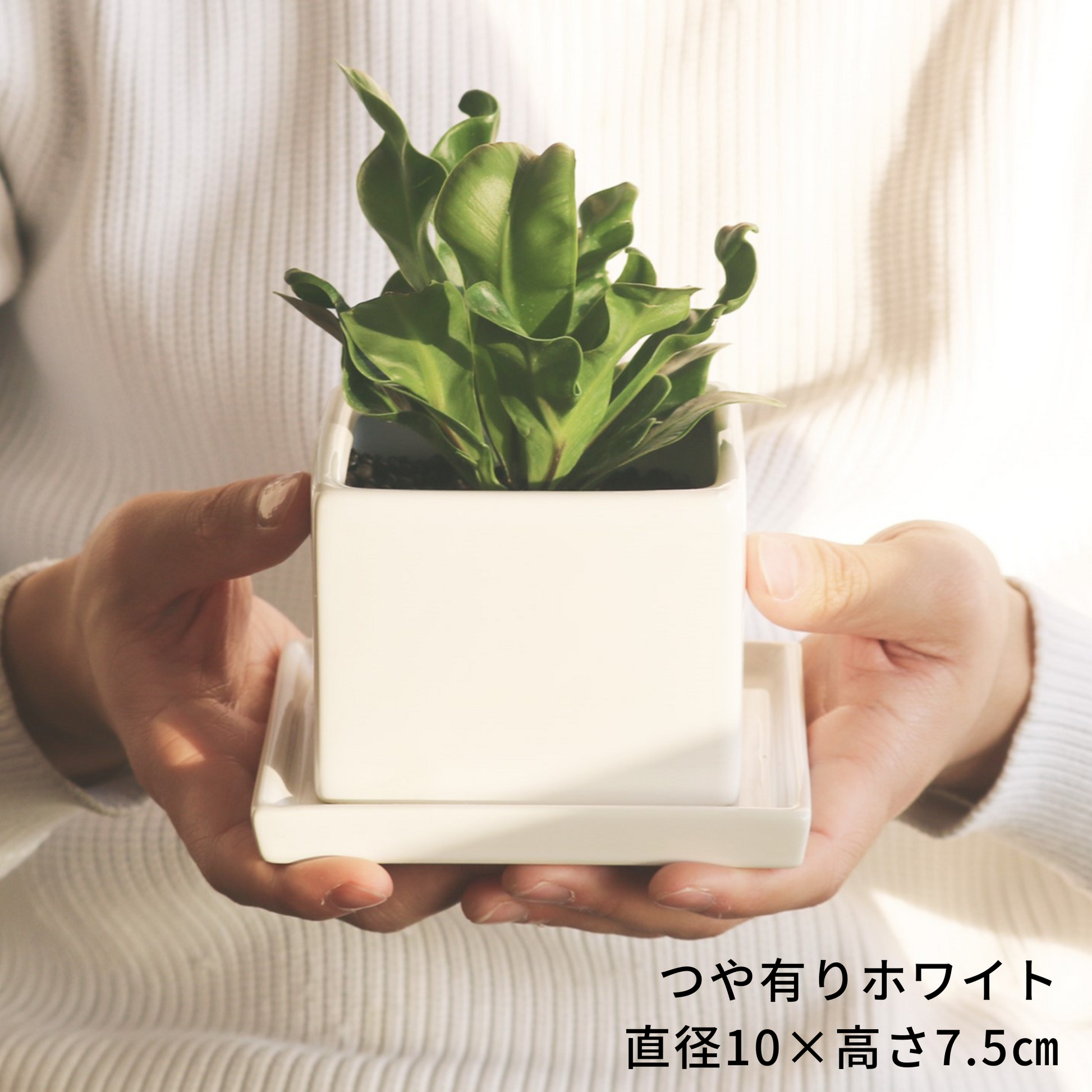 象の木 TOKY鉢付き 実生 白肌系 TOKY 象の木 TOKY鉢付き 実生 白肌系 TOKY