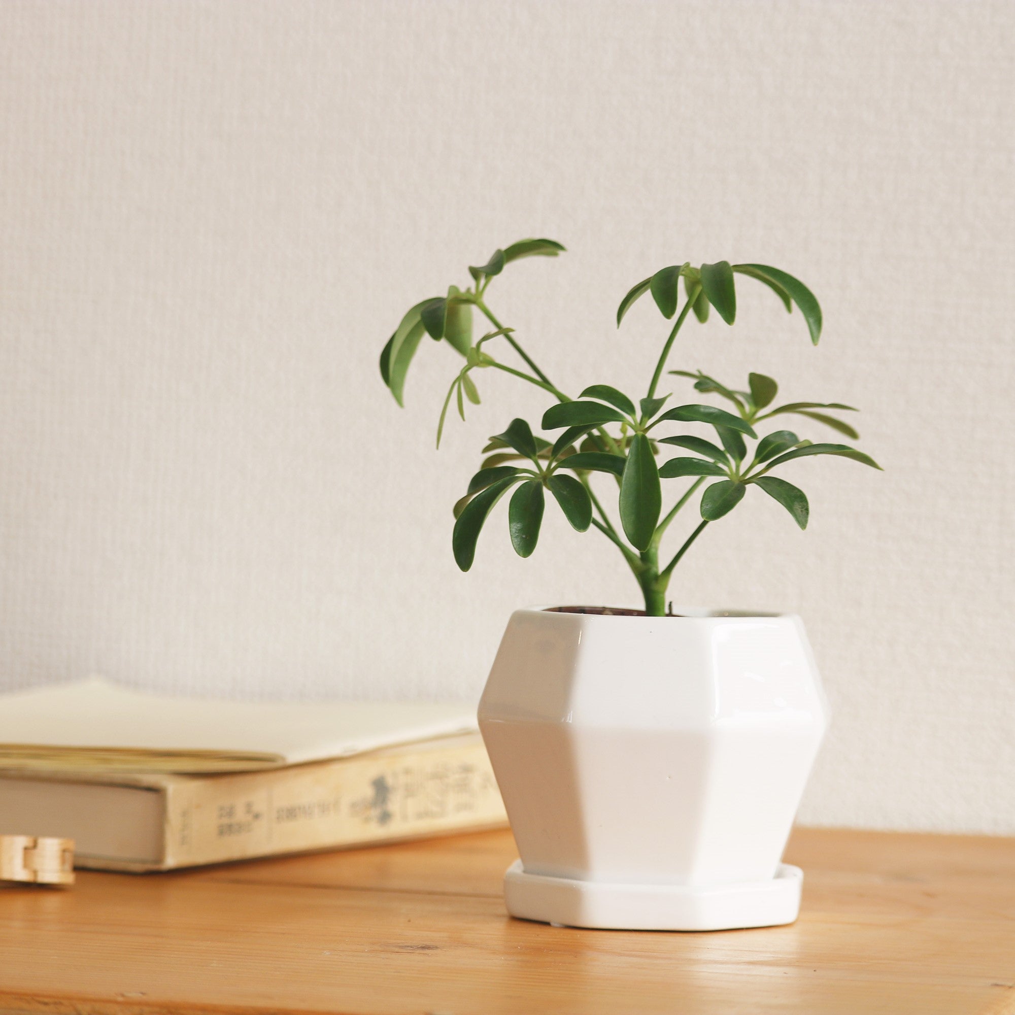 シンプルな植木鉢専門店｜観葉植物や塊根植物、盆栽にぴったりな陶器の