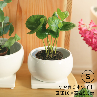 小・中・大盛さん　Sサイズ